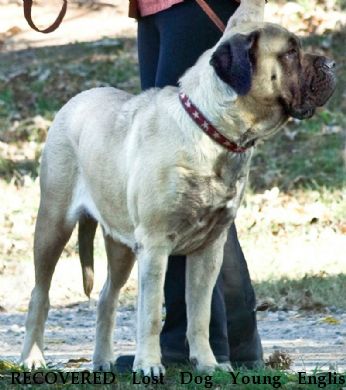 RECOVERED Lost Dog Young English Mastiff, Near Pittsboro, NC, 27312